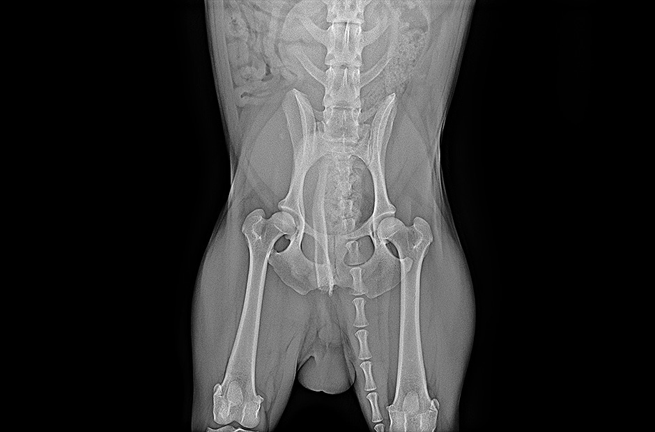 высокое разрешение и четкие результаты диагностической визуализации при использовании LG DXD