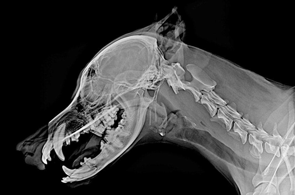 высокое разрешение и четкие результаты диагностической визуализации при использовании LG DXD