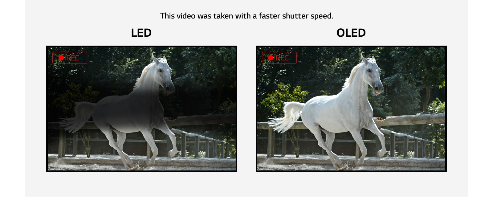 Сравнение мерцания LED-дисплея и OLED-дисплея без мерцания на примере видео с бегущей белой лошадью. (просмотр видео)