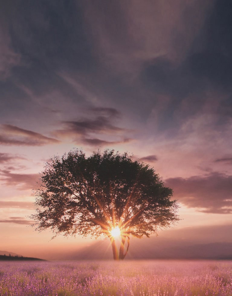 A sunset image captured between two trees in a lavender field, enhanced by the α5 Gen5 4K Intelligent Processor.