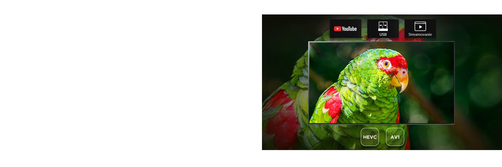 Záber dokumentárneho filmu so zeleným papagájom na televíznej obrazovke spolu s ikonami YouTube, USB a Streaming.