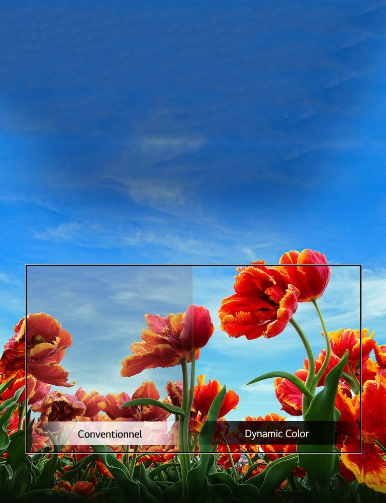 Dynamic Color Enhancer