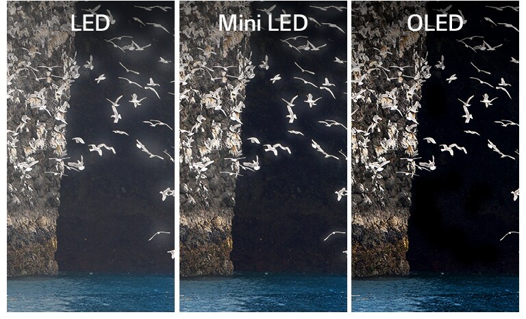 Une comparaison du LED, du Mini LED et de OLED quand ils affichent la même image d’un oiseau battant des ailes au dessus d’un lac. Le LED et le Mini LED font apparaître un halo autour des ailes de l’oiseau les rendant peu nettes. Le OLED avec son noir parfait affiche les ailes avec netteté.