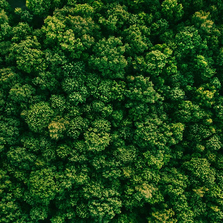 綠色森林的俯視圖