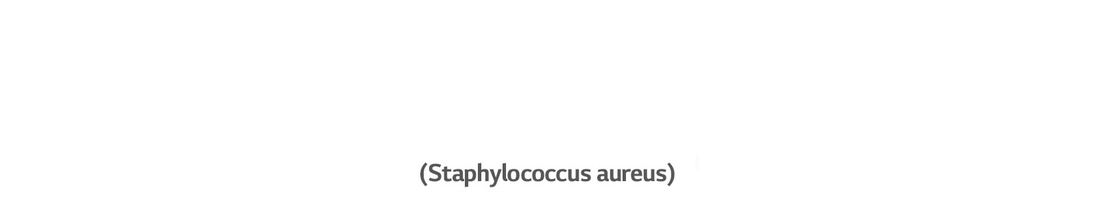 Staphylococcus aureus, бактерія, що призводить до вушних інфекцій.