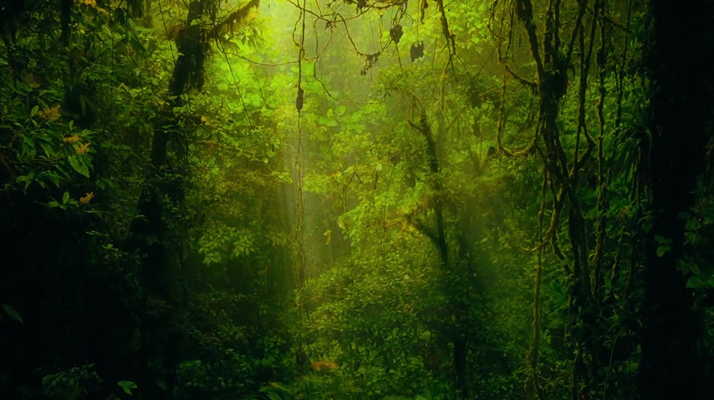 OLED65G7_VDolby_(sub1)_100717_TH