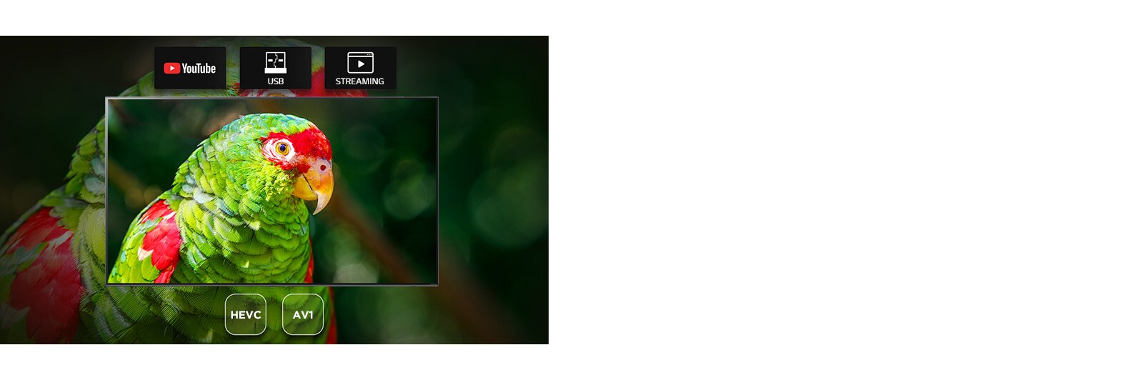 Екран телевізора, який показує зелений папуга документальний фільм з піктограмами Youtube, USB та потокове передавання