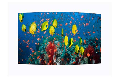 LG 55 FHD Curvable OLED LAS Series Digital Signage