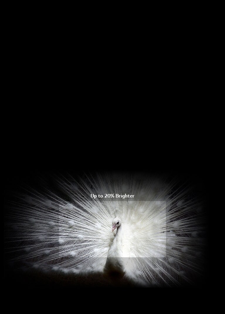 A Bright Idea2