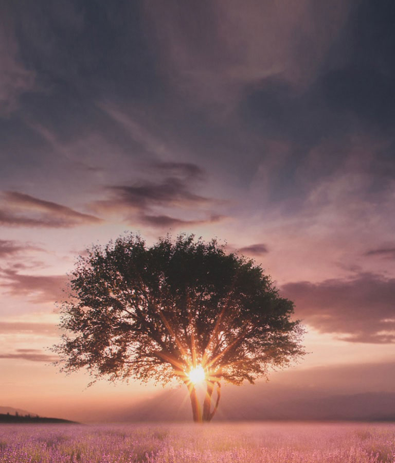 Lavandalar dalasida ikkita daraxt orasidan olingan, α5 Gen5 4K intellektual protsessor bilan takomillashtirilgan botayotgan quyosh tasviri.