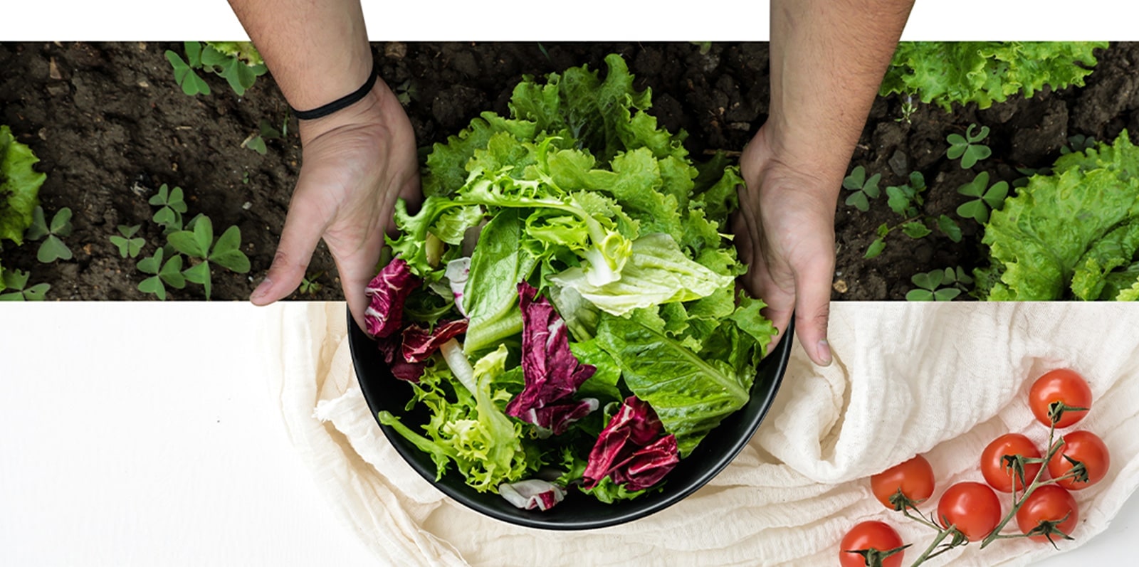 Bowl of fresh vegetables as if freshly harvested from a farm with the help of a refrigerator's cooling technology.