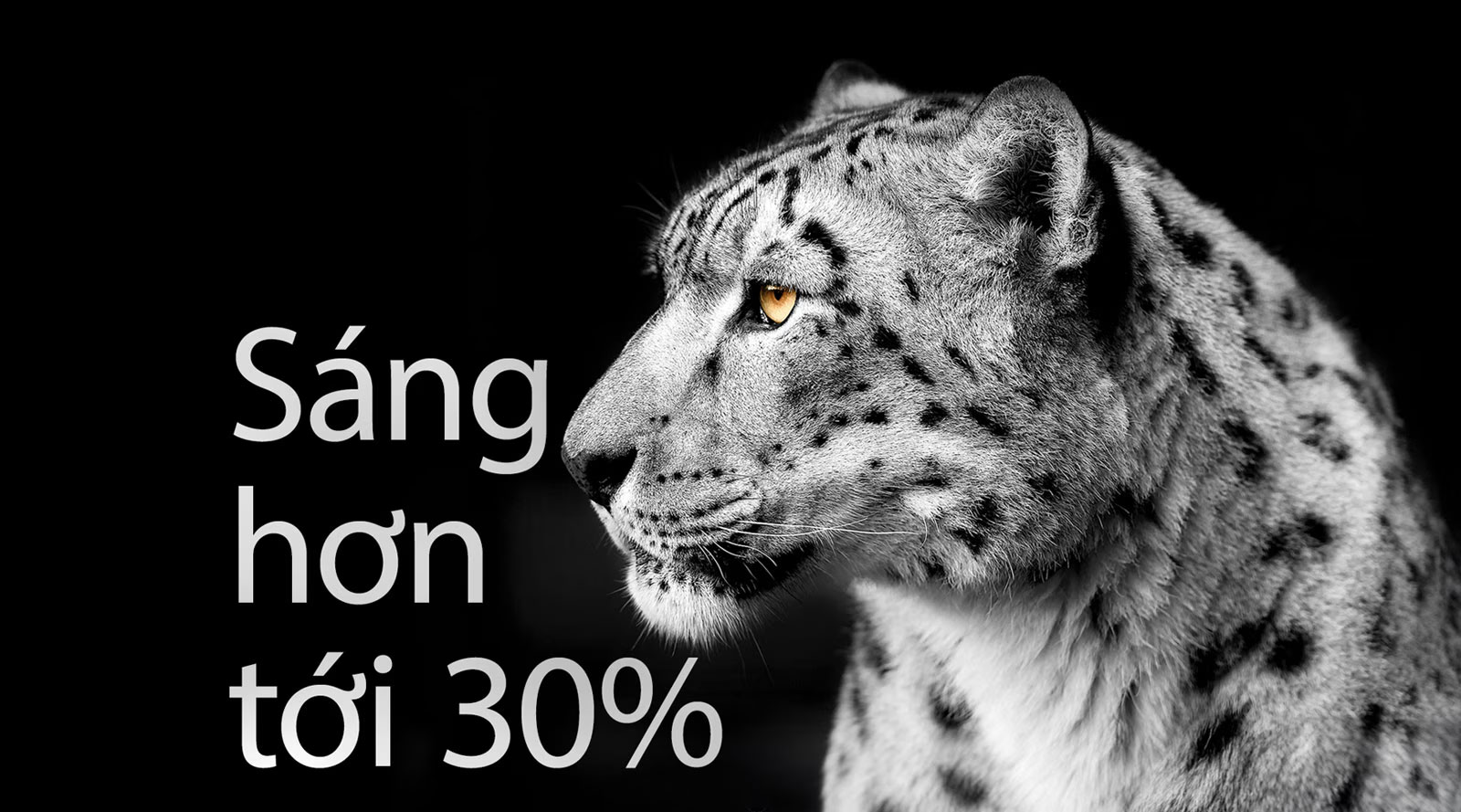 Một con báo trắng đang trưng ra khuôn mặt nghiêng của nó ở phía bên trái hình ảnh. Cụm từ “Sáng hơn tới 30%” xuất hiện ở bên trái.