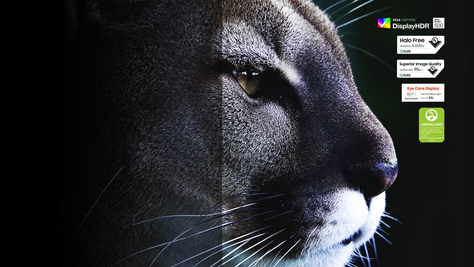 Hình ảnh báo sư tử trong bóng tối thể hiện chính xác màu sắc và chi tiết bộ lông.