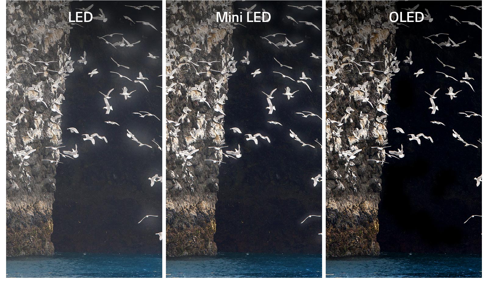 Hình ảnh so sánh giữa màn LED, Mini LED và OLED khi hiển thị cùng một hình ảnh, một chú chim đang vỗ cánh trên mặt hồ. Màn hình LED và Mini LED xuất hiện quầng sáng quanh cánh chim khiến hình ảnh không được rõ. Màn OLED với màu đen hoàn hảo hiển thị rõ đôi cánh.