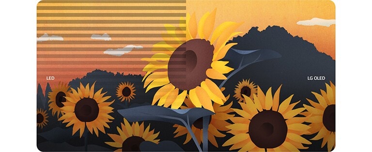 Die linke Hälfte einer Illustration von Sonnenblumen zeigt die Wiedergabe auf einem LED-Display, die rechte Hälfte die Wiedergabe auf einem LG OLED. Das Flimmern tritt nur auf der LED-Seite des Bildschirms auf.