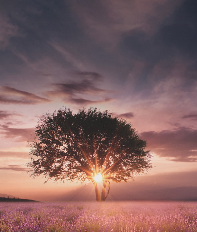 Une image d’un coucher de soleil capturée entre deux arbres dans un champ de lavande est améliorée avec le processeur IA α5 de cinquième génération 4K.
