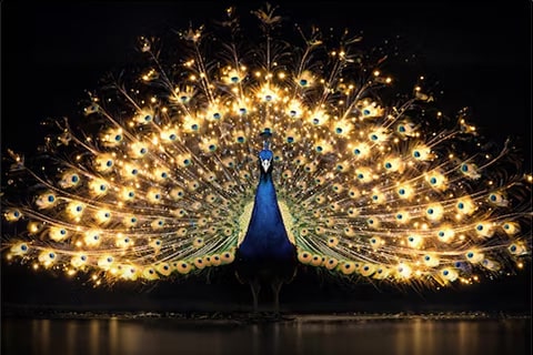 Peacock