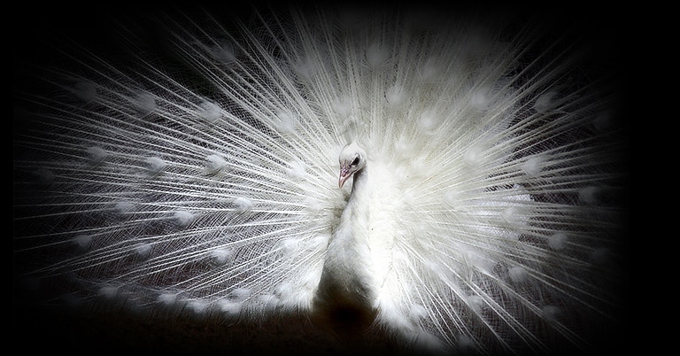 Una imagen de un pavo real blanco contra un fondo negro en una pantalla LG OLED evo muestra claramente cada el detalle de cada pluma.