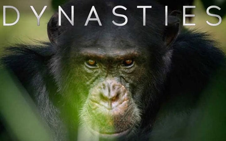Dynasties: David Attenborough’s newest 4K excursion.